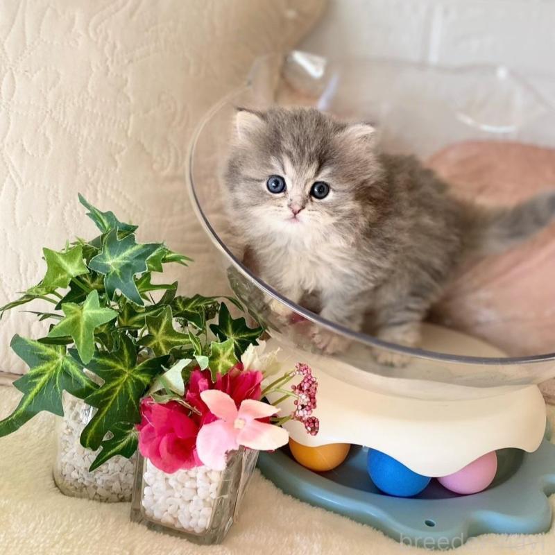 販売中の愛知県のミヌエット-137571の3枚目