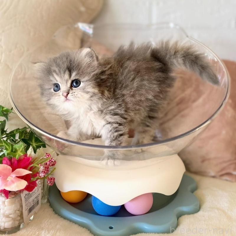 販売中の愛知県のミヌエット-137571の2枚目