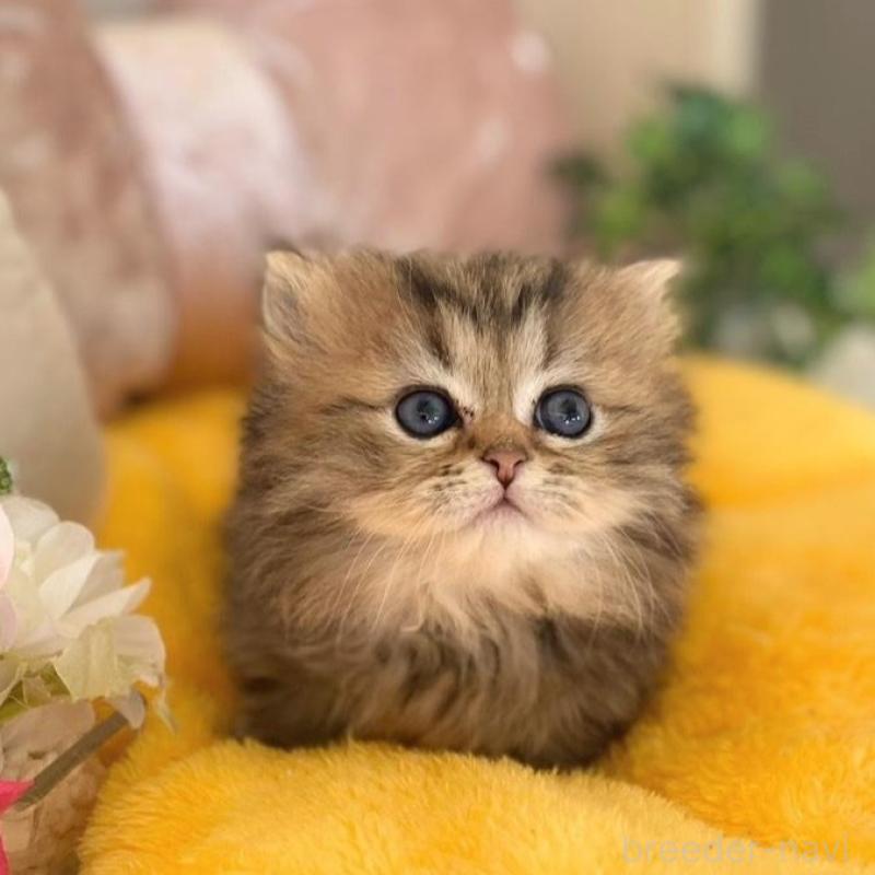 販売中の愛知県のミヌエット(短足)-137572の6枚目