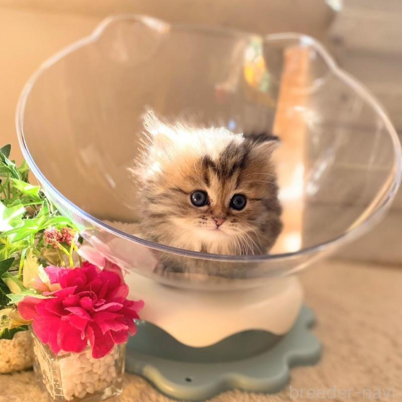 販売中の愛知県のミヌエット(短足)-137572の4枚目