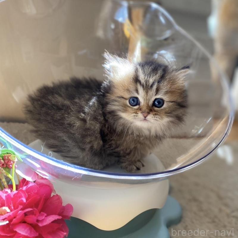 販売中の愛知県のミヌエット(短足)-137572の3枚目