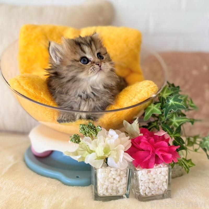 販売中の愛知県のミヌエット(短足)-137572の2枚目