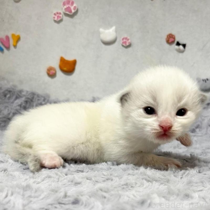 販売中の愛知県のラグドール-137573の5枚目