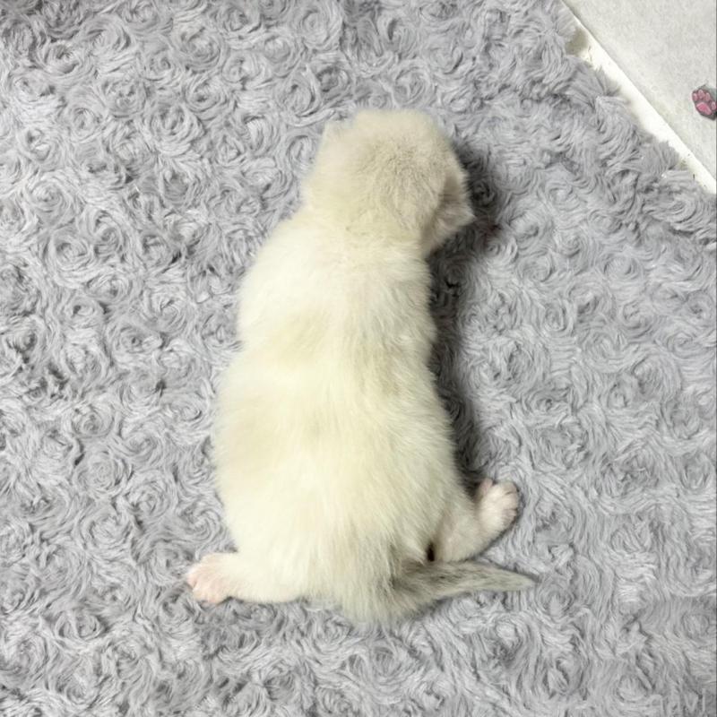 販売中の愛知県のラグドール-137573の4枚目