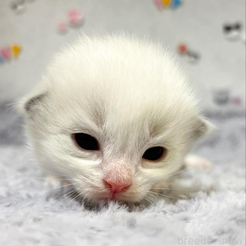 販売中の愛知県のラグドール-137573