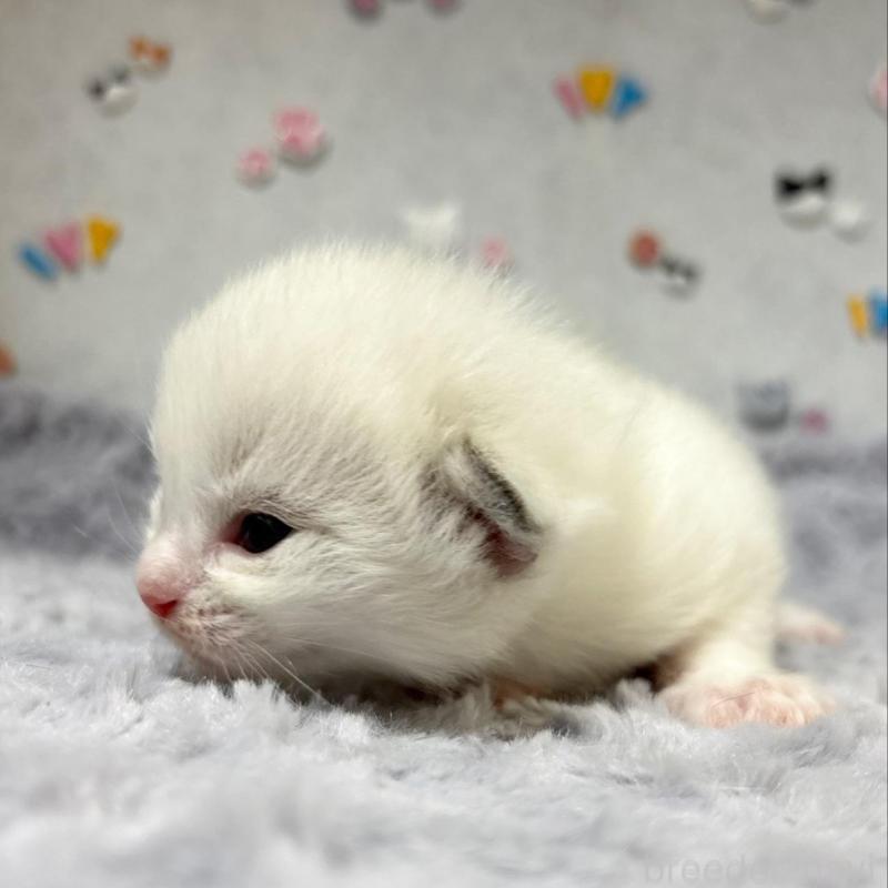 販売中の愛知県のラグドール-137573の2枚目