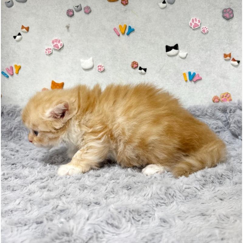 販売中の愛知県のスコティッシュストレート-137574の5枚目