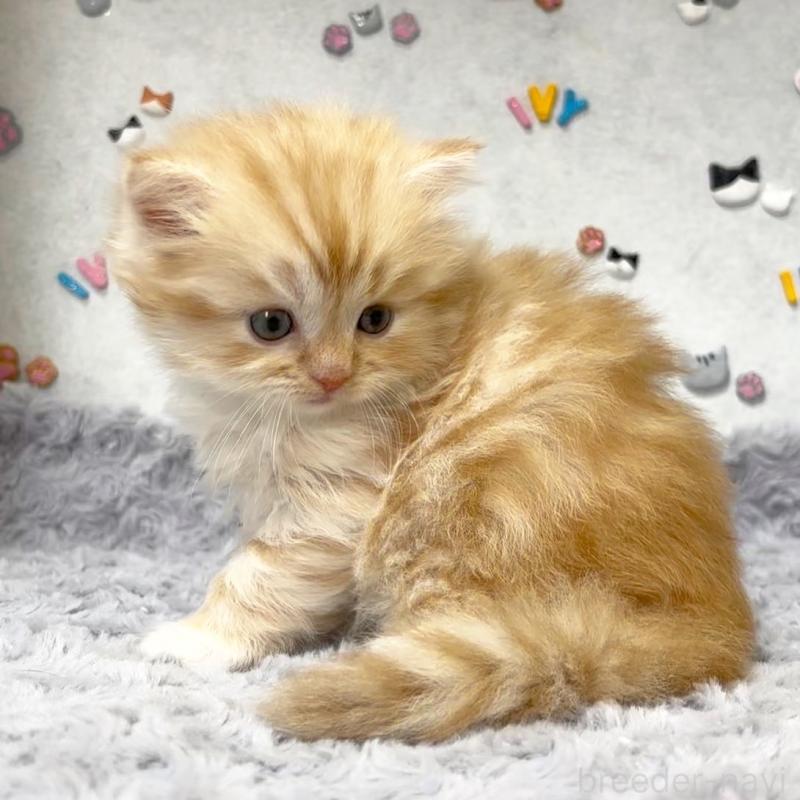 販売中の愛知県のスコティッシュストレート-137574の3枚目