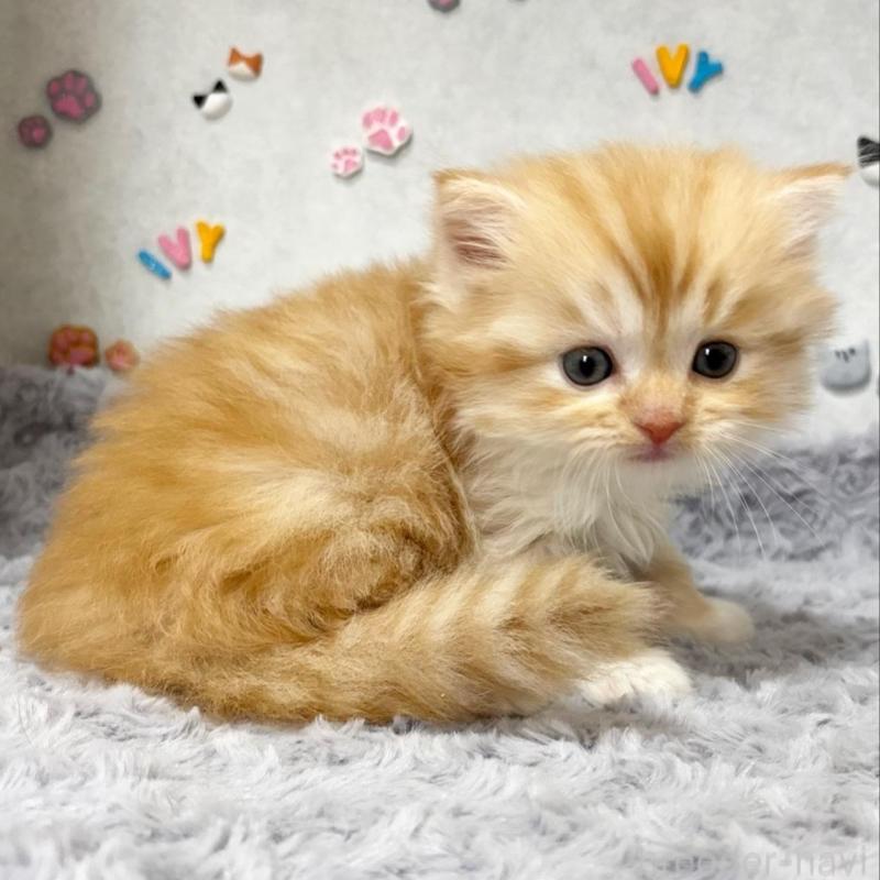 販売中の愛知県のスコティッシュストレート-137574の2枚目