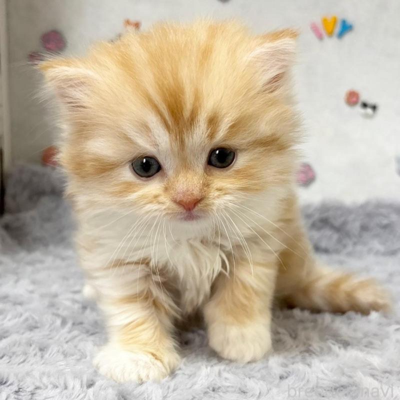 販売中の愛知県のスコティッシュストレート-137574の1枚目