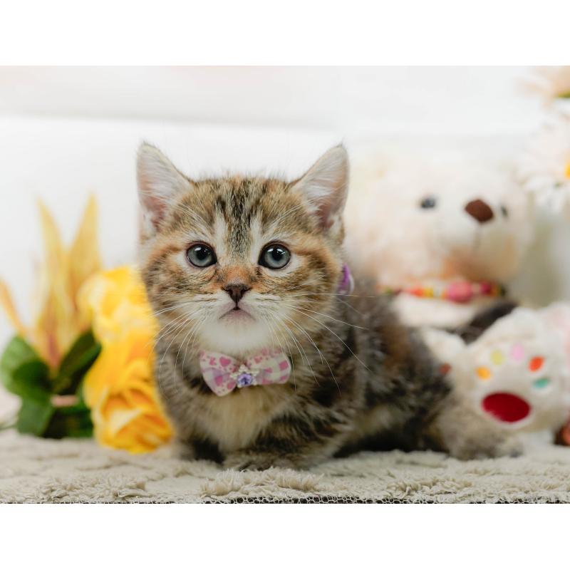 販売中の神奈川県のマンチカン-137587の11枚目