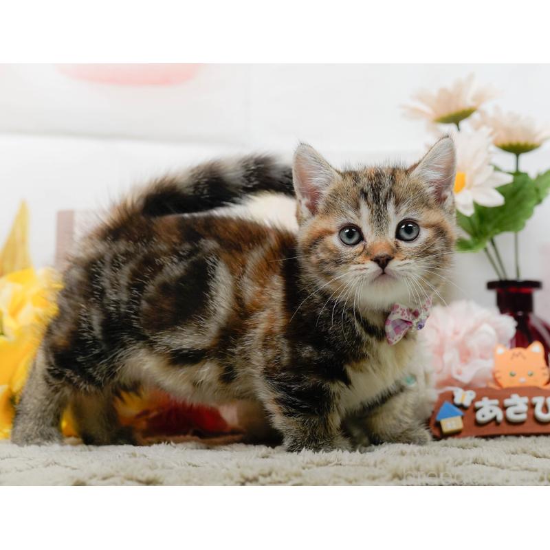 販売中の神奈川県のマンチカン-137587の10枚目