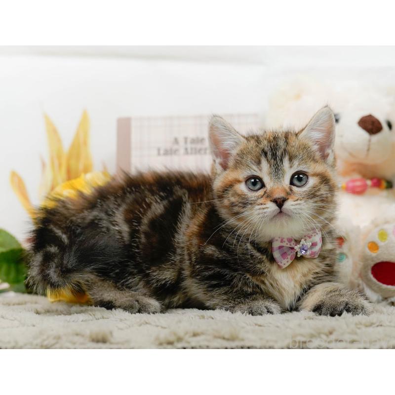 販売中の神奈川県のマンチカン-137587の9枚目