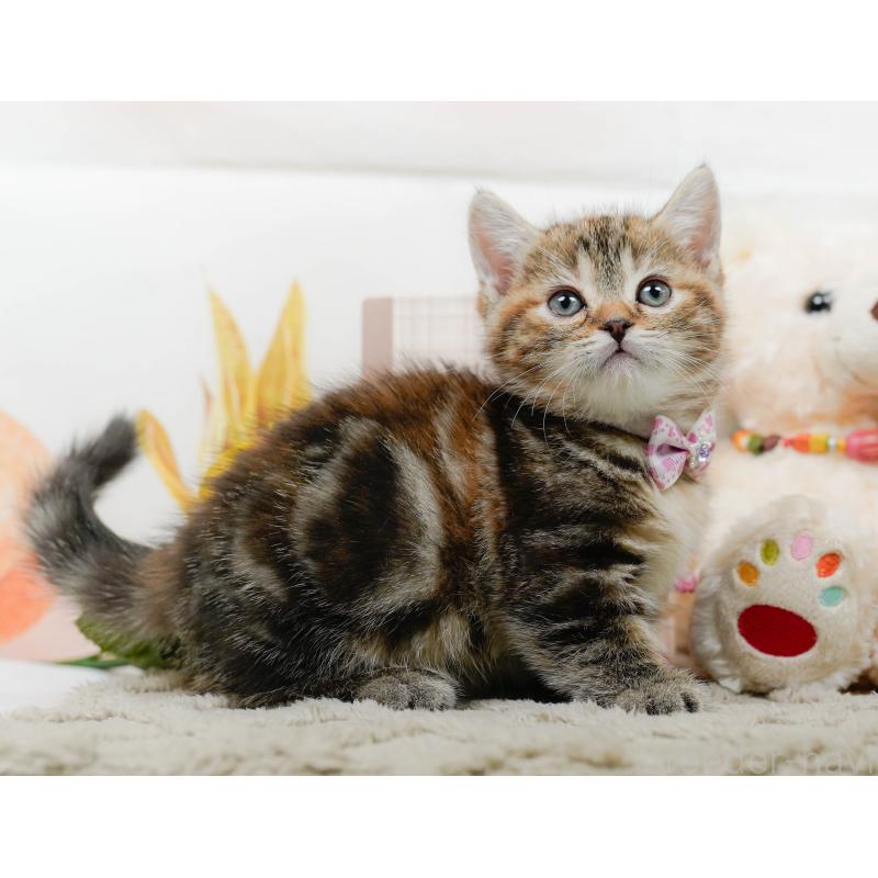 販売中の神奈川県のマンチカン-137587の8枚目