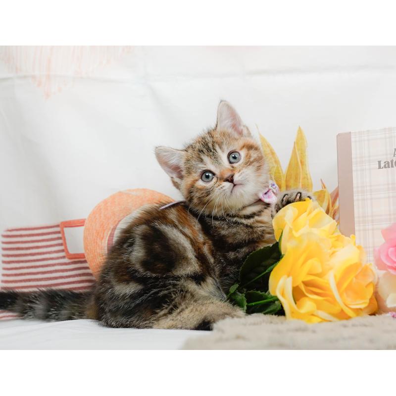 販売中の神奈川県のマンチカン-137587の7枚目