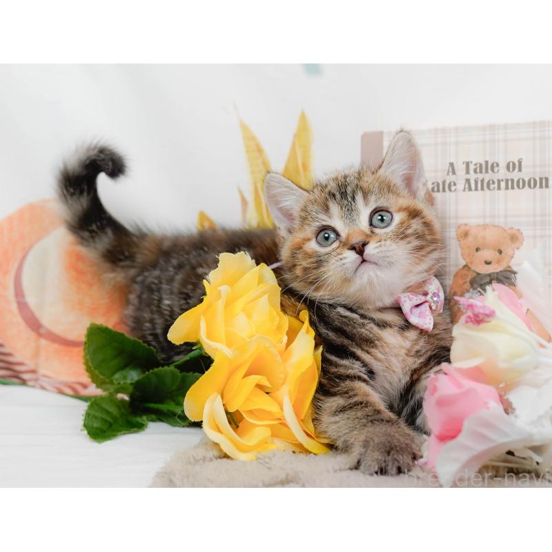 販売中の神奈川県のマンチカン-137587の6枚目