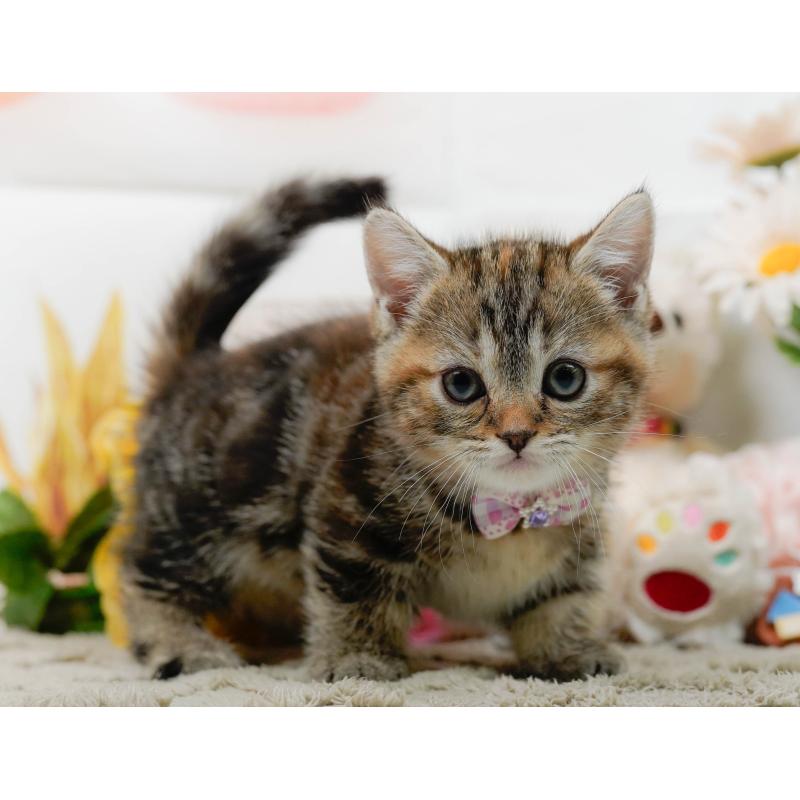 販売中の神奈川県のマンチカン-137587の5枚目