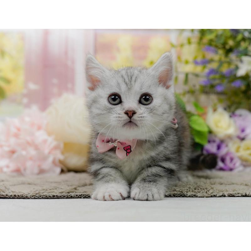 販売中の神奈川県のマンチカン-137589の12枚目