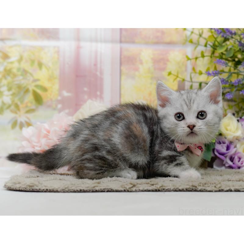 販売中の神奈川県のマンチカン-137589の11枚目