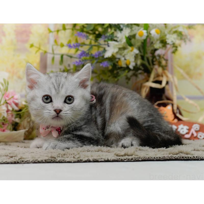 販売中の神奈川県のマンチカン-137589の10枚目