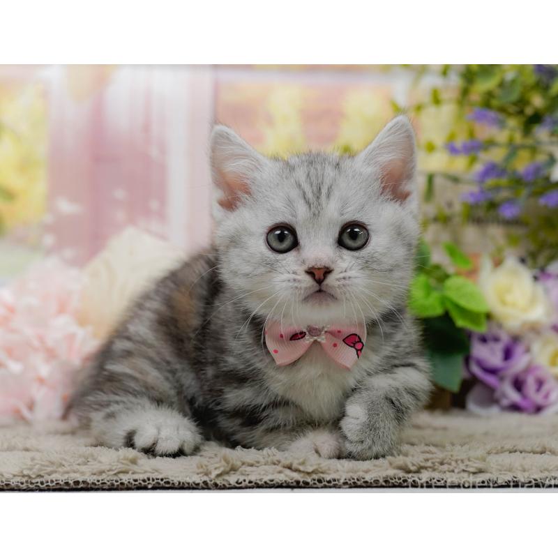 販売中の神奈川県のマンチカン-137589の9枚目