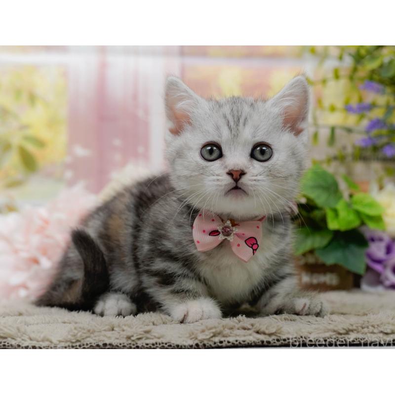 販売中の神奈川県のマンチカン-137589の8枚目