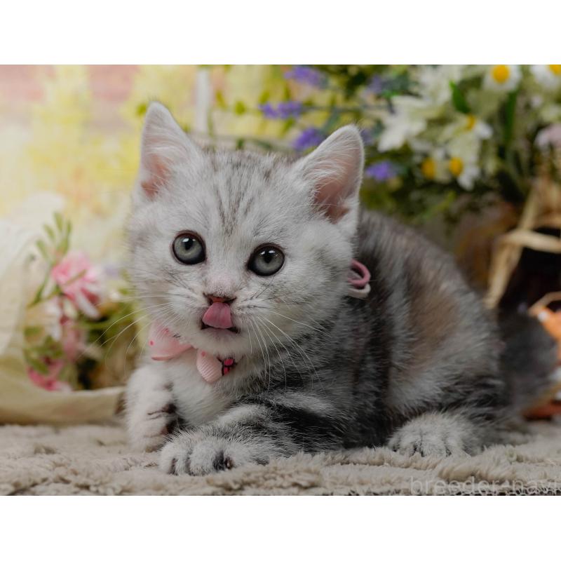 販売中の神奈川県のマンチカン-137589の7枚目