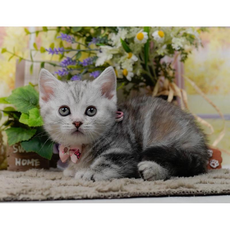 販売中の神奈川県のマンチカン-137589の5枚目