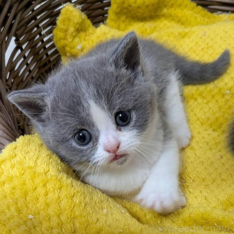 販売中の神奈川県のブリティッシュショートヘア-137575の1枚目