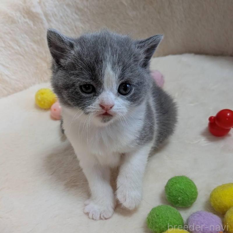 販売中の神奈川県のブリティッシュショートヘア-137575の4枚目