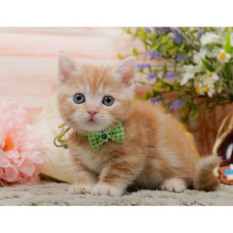 販売中の神奈川県のマンチカン-137592の12枚目