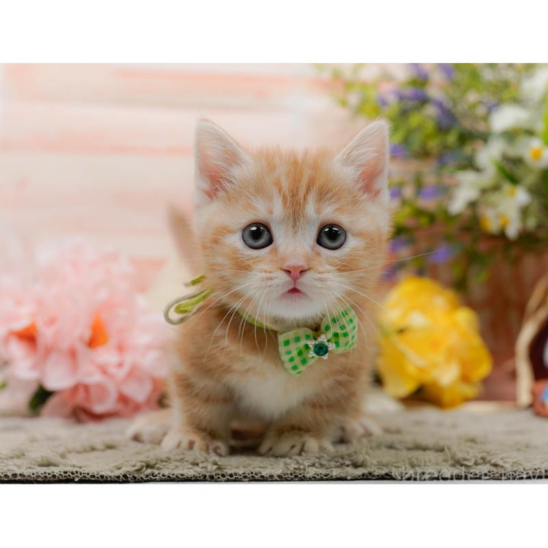 販売中の神奈川県のマンチカン-137592の11枚目