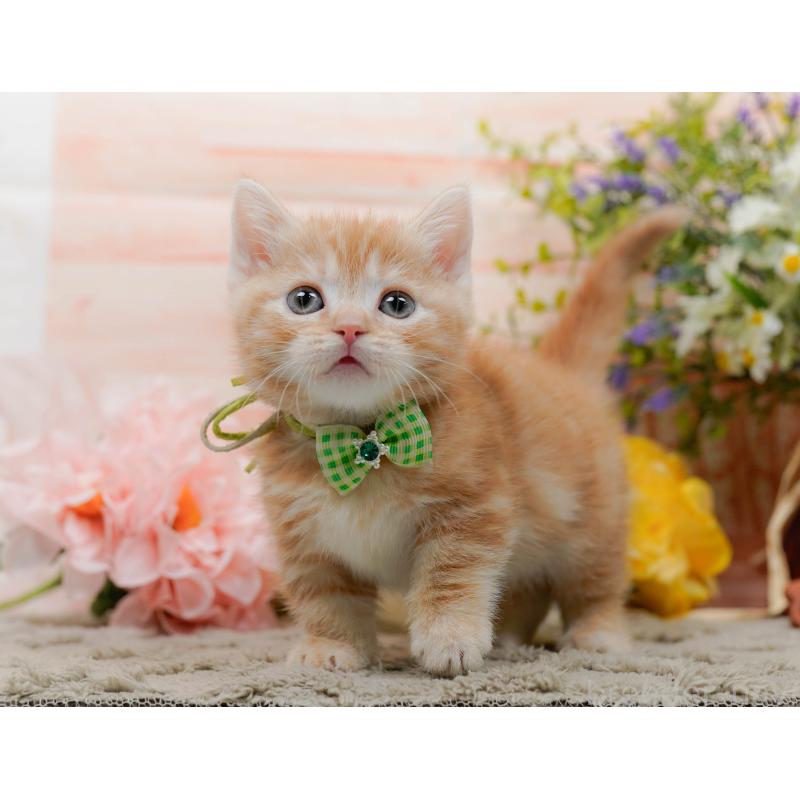 販売中の神奈川県のマンチカン-137592の10枚目