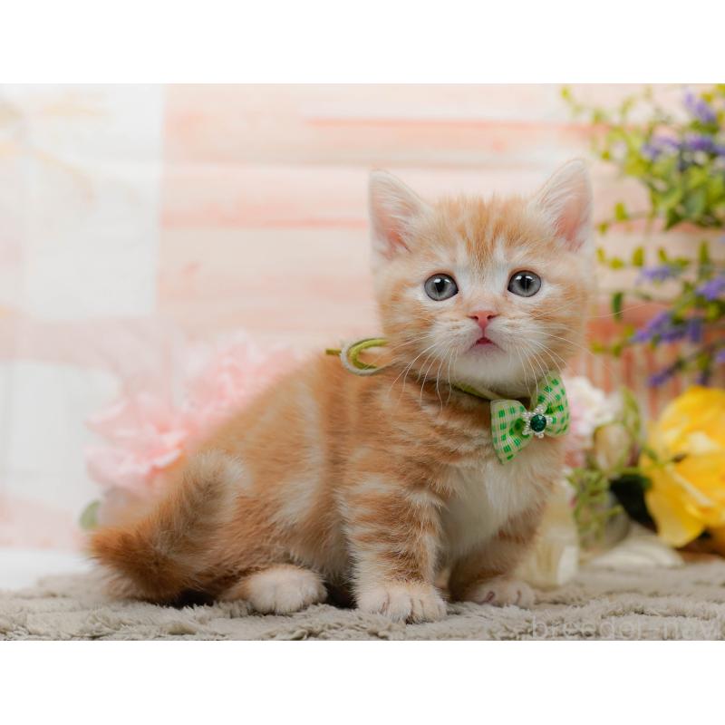 販売中の神奈川県のマンチカン-137592の9枚目