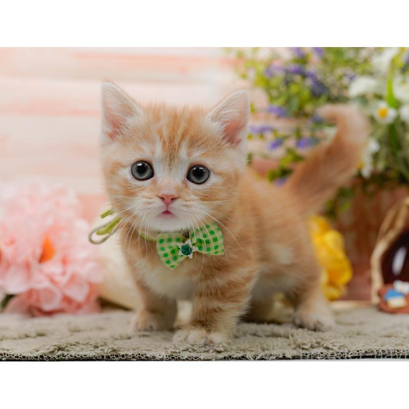 販売中の神奈川県のマンチカン-137592の7枚目