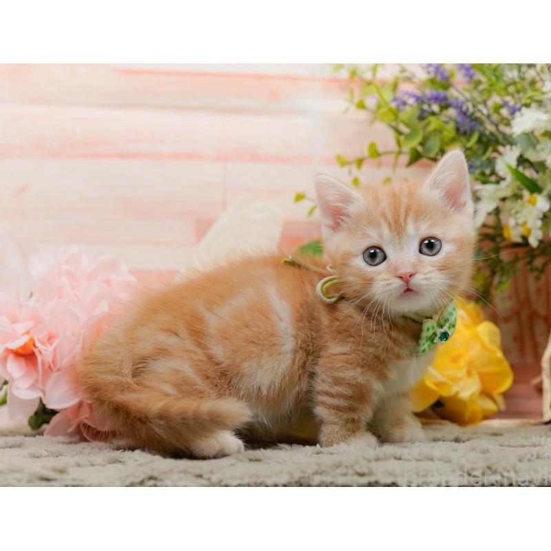 販売中の神奈川県のマンチカン-137592の5枚目