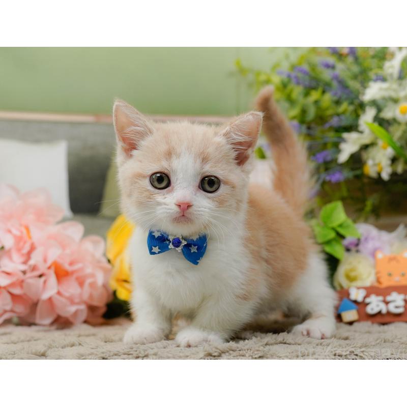 販売中の神奈川県のマンチカン-137582の11枚目