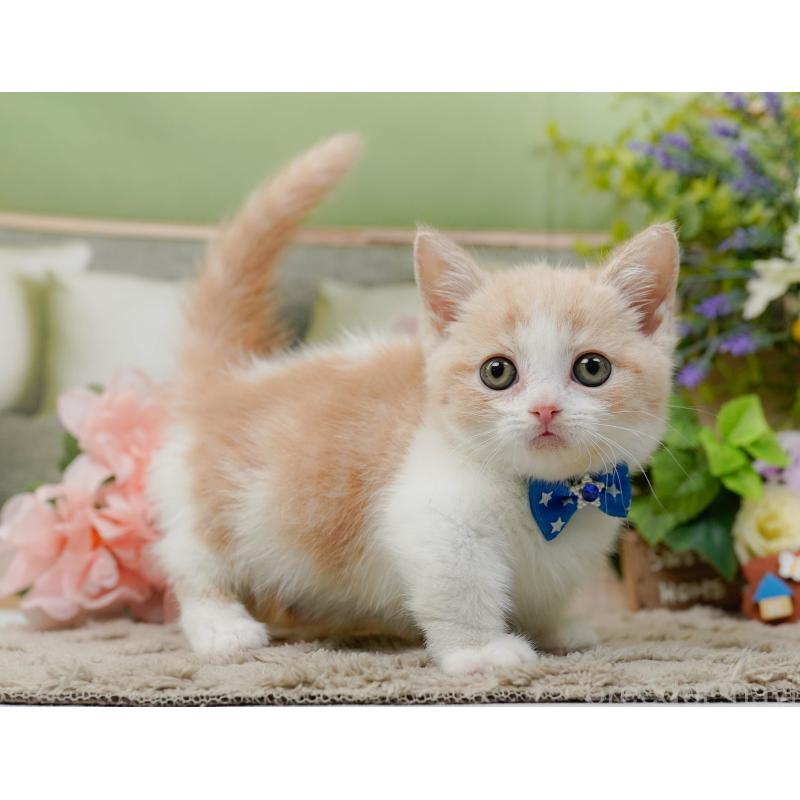 販売中の神奈川県のマンチカン-137582の10枚目