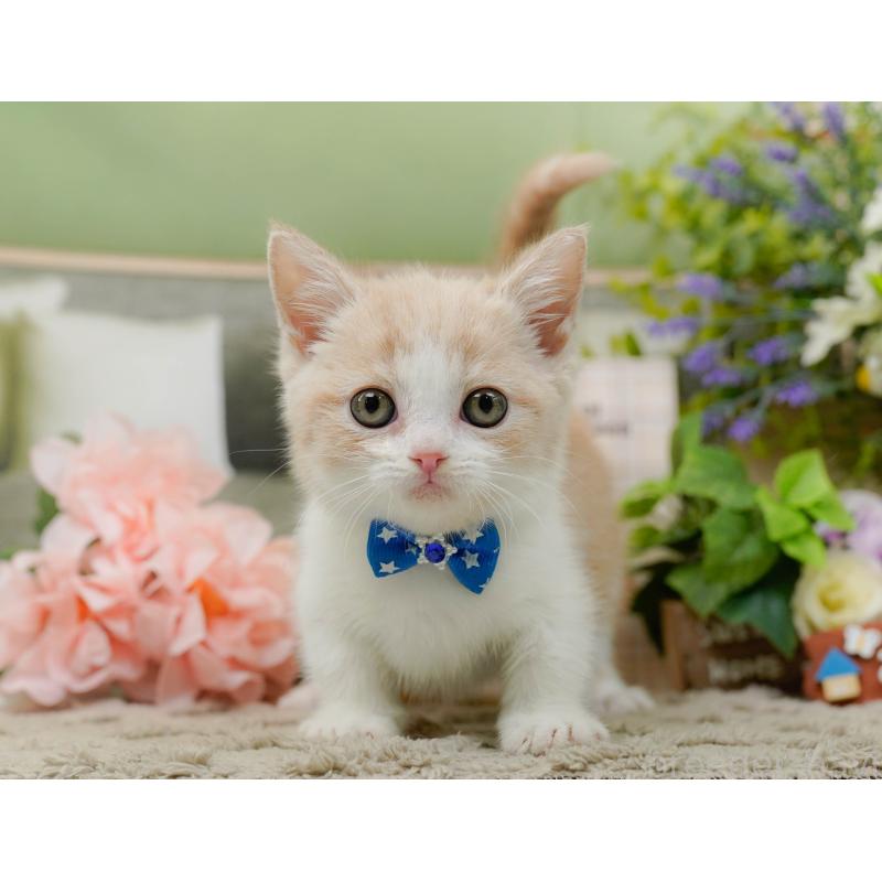 販売中の神奈川県のマンチカン-137582の9枚目