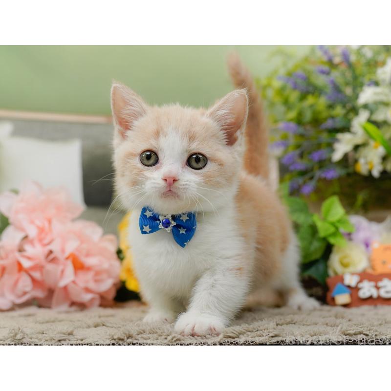 販売中の神奈川県のマンチカン-137582の8枚目