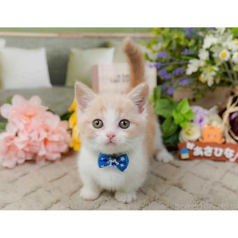 販売中の神奈川県のマンチカン-137582の7枚目