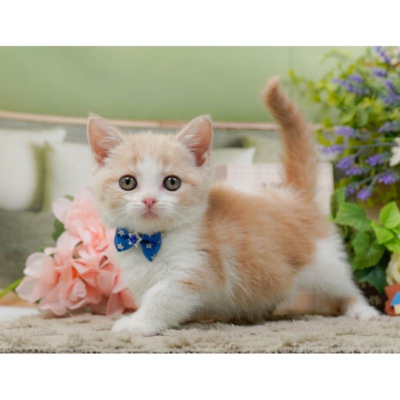 販売中の神奈川県のマンチカン-137582の6枚目