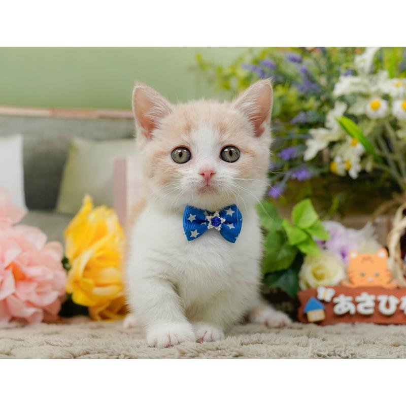 販売中の神奈川県のマンチカン-137582の5枚目