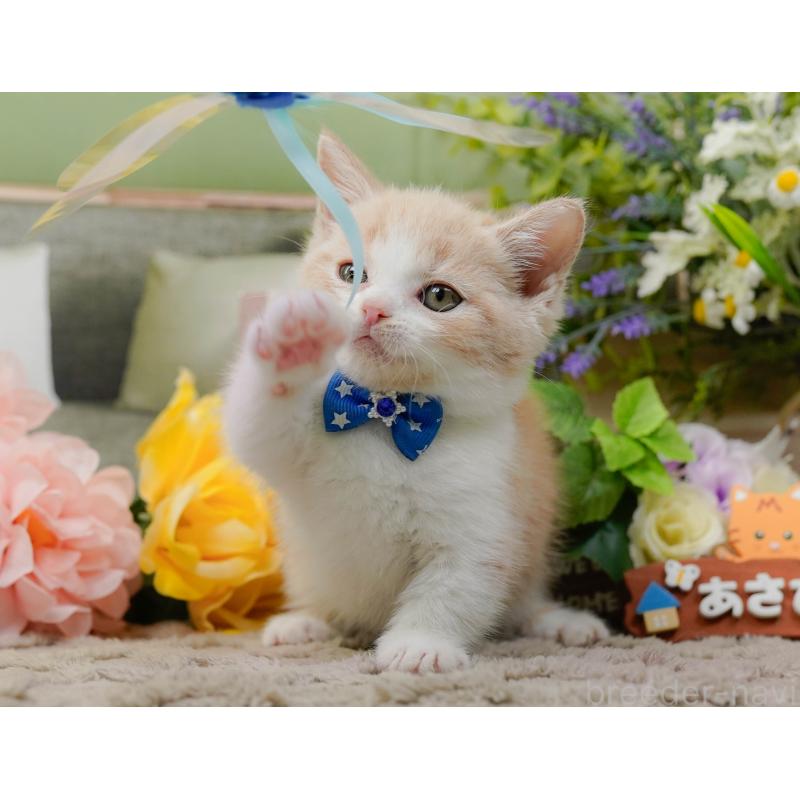 販売中の神奈川県のマンチカン-137582の4枚目