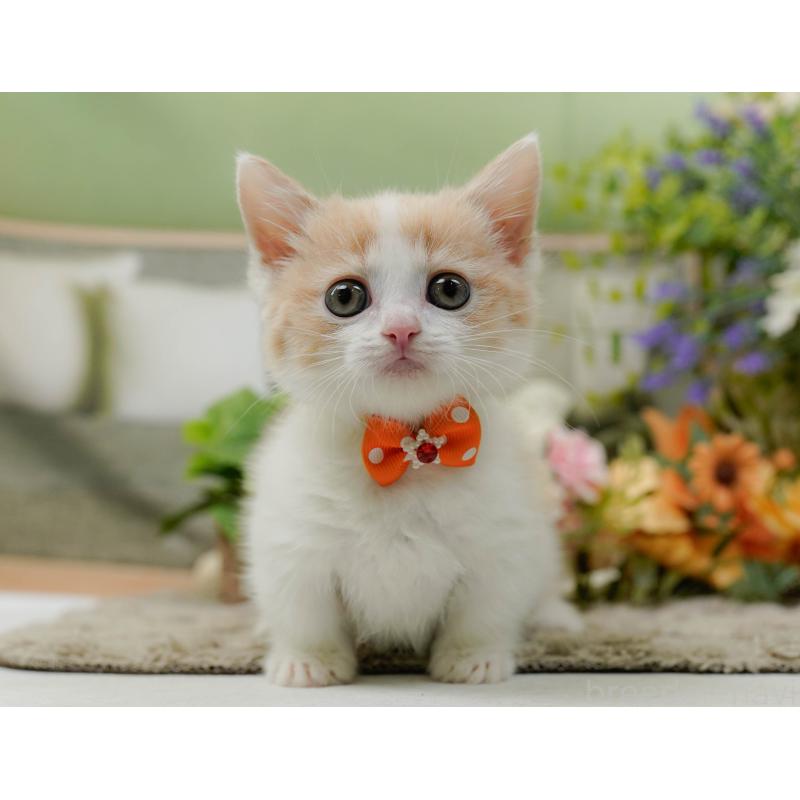 販売中の神奈川県のマンチカン-137584の11枚目