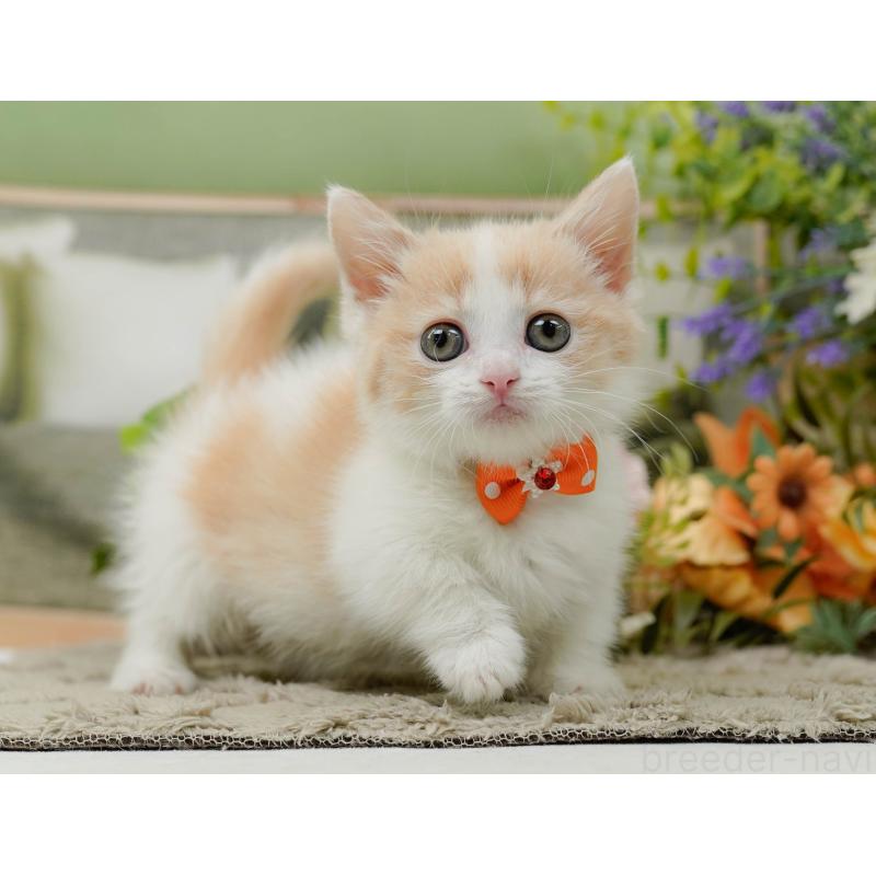 販売中の神奈川県のマンチカン-137584の9枚目