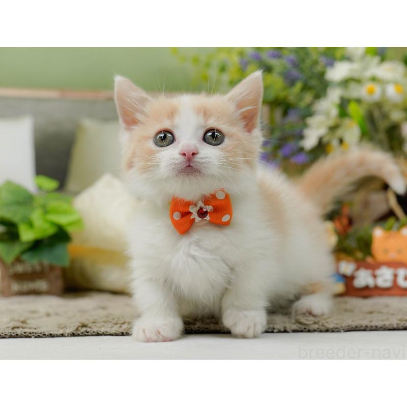 販売中の神奈川県のマンチカン-137584の7枚目