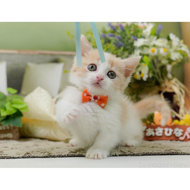 販売中の神奈川県のマンチカン-137584の6枚目