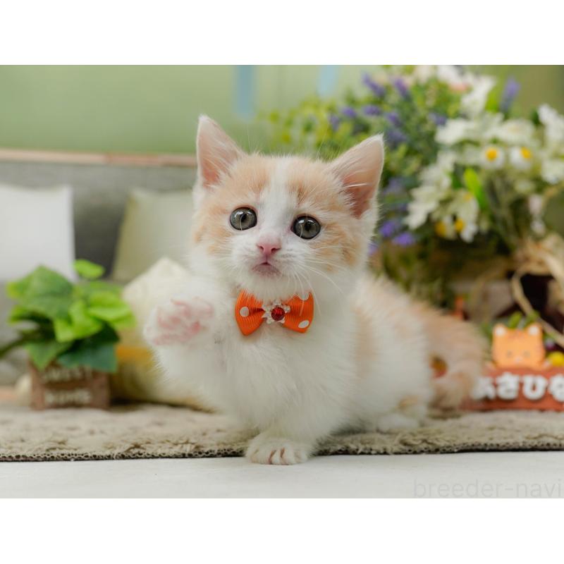 販売中の神奈川県のマンチカン-137584の5枚目