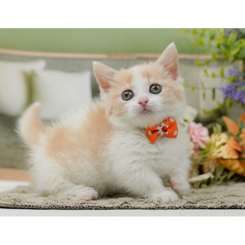 販売中の神奈川県のマンチカン-137584の4枚目